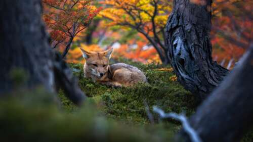 A serene view of an autumn forest in Argentina at golden hour, featuring vibrant... wallpaper