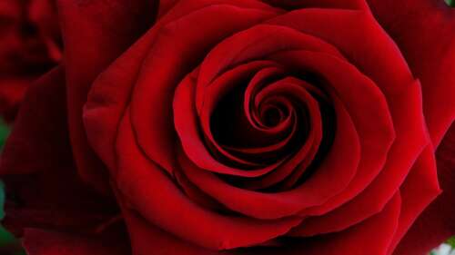 A macro close-up of a red rose showing a spiral petal pattern. high definition wallpaper