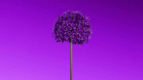 A minimalist view of purple flowers against a soft purple gradient background. wallpaper