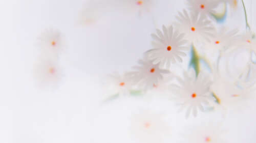 Close-up of white daisy flowers with a soft focus white floral background high definition wallpaper
