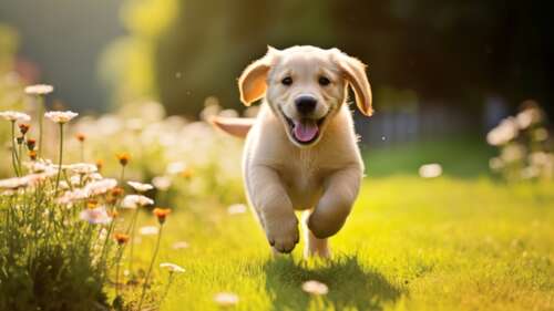 A cute Golden Retriever puppy running happily through a grassy area with ears flapping. wallpaper download