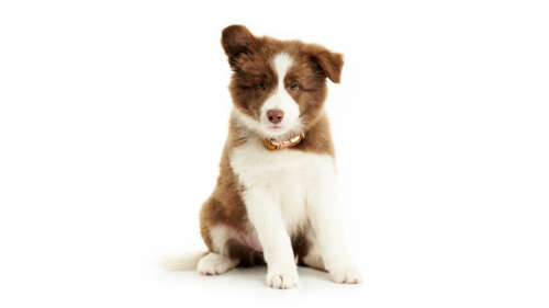 A cute and fluffy white puppy looking forward free wallpaper