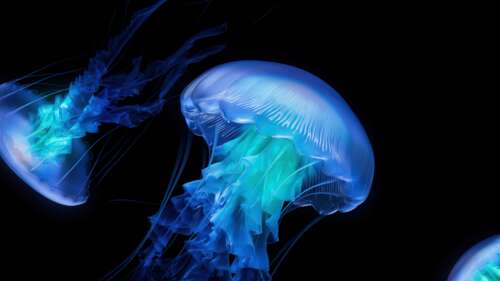 A glowing bioluminescent jellyfish with vibrant neon light tendrils against a deep... free desktop wallpaper