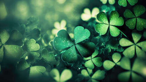 A detailed close-up of vibrant green shamrocks and lucky four-leaf clovers. wallpaper