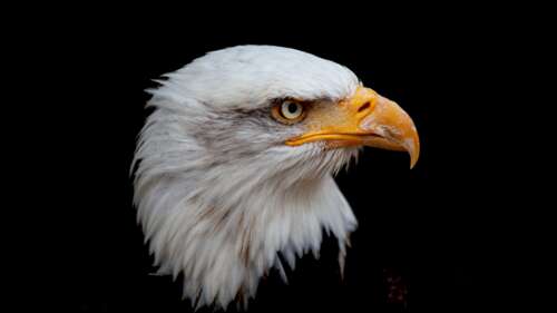 A high-detail close-up portrait of a Bald Eagle with a black background. free background