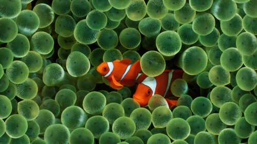 A vibrant 5K close-up of Nemo the clownfish from Finding Nemo, featuring the glossy... wallpaper