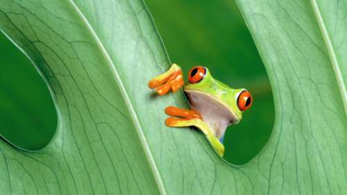 A detailed close-up of a green frog perched on a vibrant green leaf, inspired by... background images hd