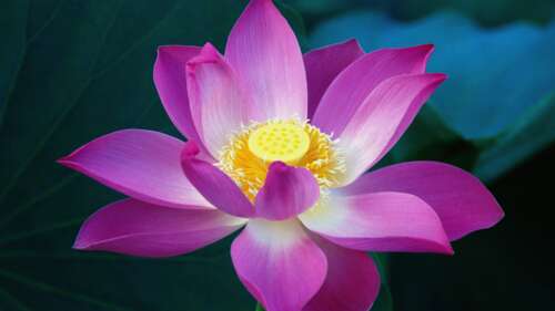High-resolution close-up of pink lotus flowers and water lilies on a tranquil water... computer backgrounds