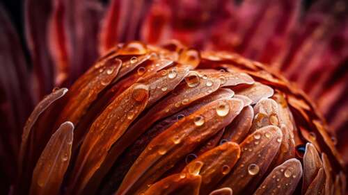Macro closeup of vibrant orange flower petals covered in sparkling dew drops and... wallpaper