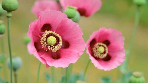 Close-up of bright red poppy flowers with a clean, high-definition nature photography...