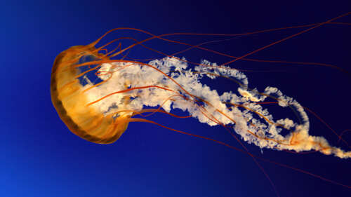 A translucent jellyfish swimming in clear aqua underwater, styled with a glossy Windows... free wallpaper