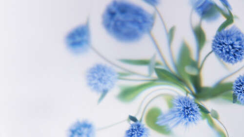 A soft focus view of delicate blue flowers against a clean, minimalist white background. wallpaper