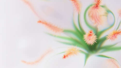 A minimalist, fluffy peach-colored abstract flower on a clean white background with... free wallpaper