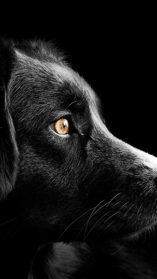 A group of adorable black puppies with dark fur set against a solid black background. lava Play Max cell phone backgrounds free