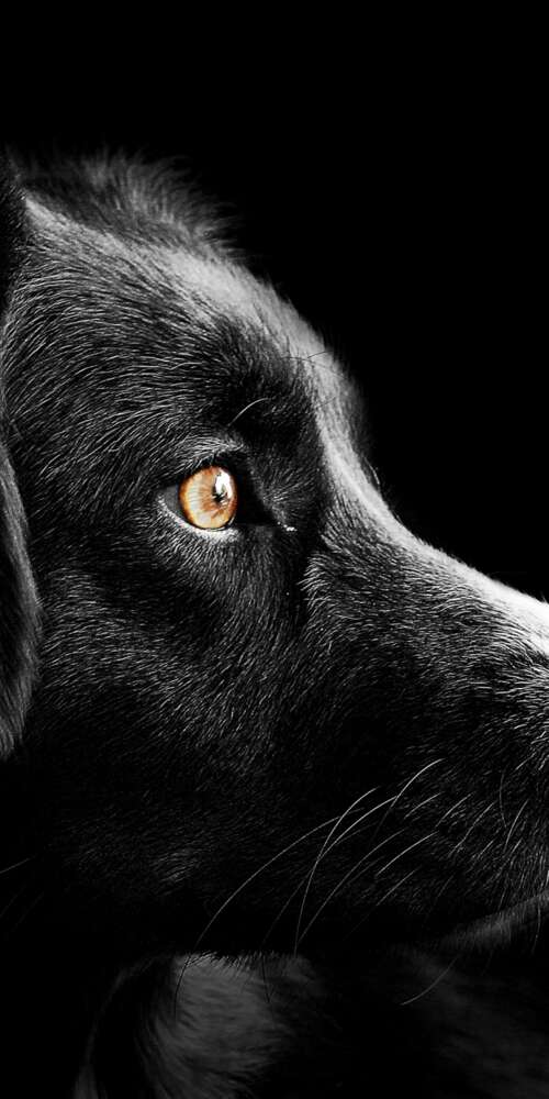 A group of adorable black puppies with dark fur set against a solid black background. Doogee Fire 3 Max wallpaper download