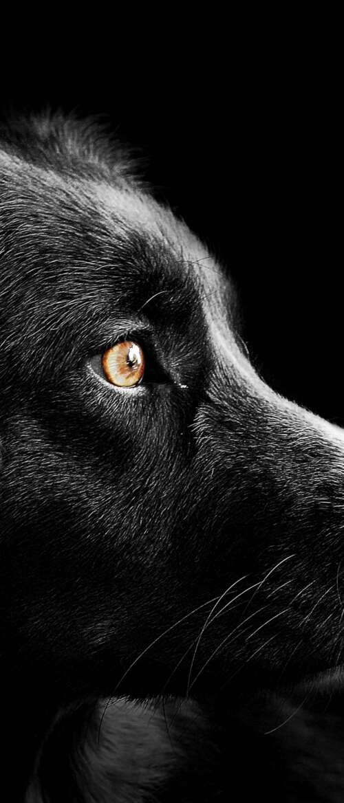A group of adorable black puppies with dark fur set against a solid black background. Samsung Galaxy Z Flip7 lock screen wallpaper