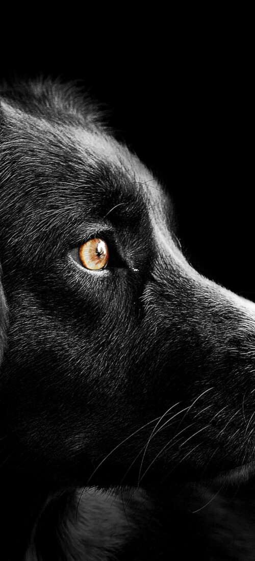 A group of adorable black puppies with dark fur set against a solid black background. Honor Magic V6 pictures for wallpaper