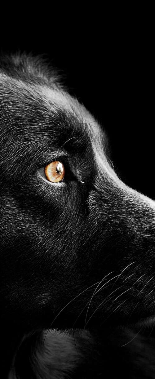 A group of adorable black puppies with dark fur set against a solid black background. Meizu Note 16 free background