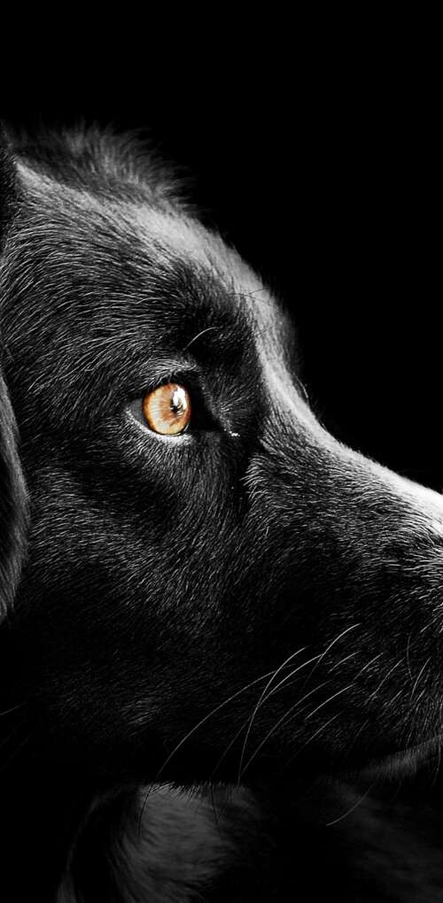 A group of adorable black puppies with dark fur set against a solid black background. Huawei Mate 30 Pro high definition wallpaper