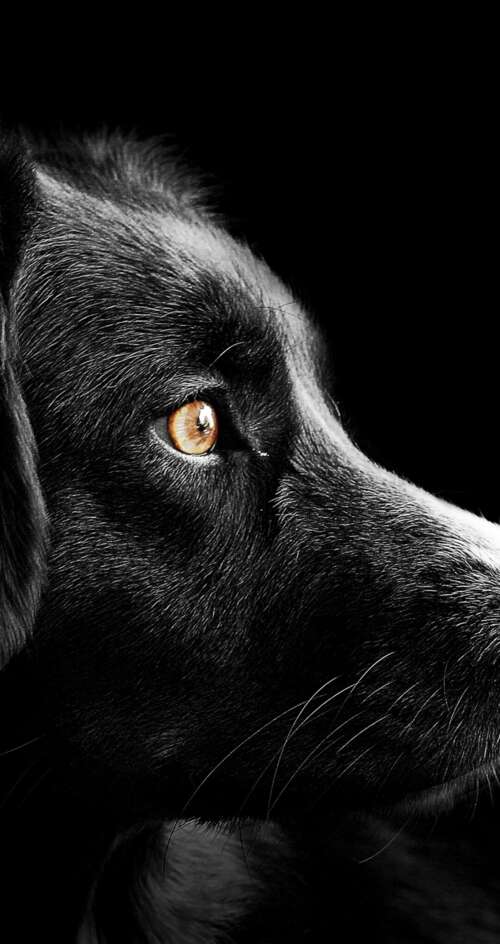 A group of adorable black puppies with dark fur set against a solid black background. Sharp Aquos C10 high definition wallpaper