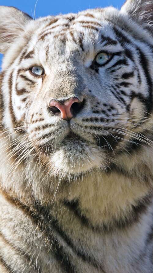 A majestic white Bengal tiger with black stripes positioned under a bright blue sky. lava Play Max download free phone wallpaper