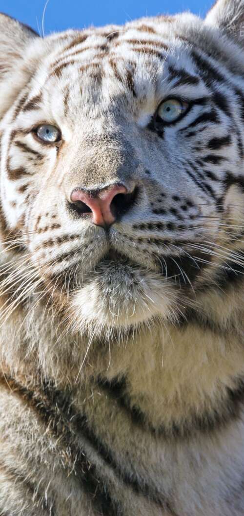 A majestic white Bengal tiger with black stripes positioned under a bright blue sky. Oppo A6s free wallpaper