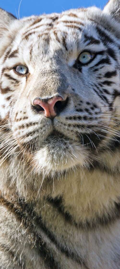 A majestic white Bengal tiger with black stripes positioned under a bright blue sky. lava Shark wallpaper download