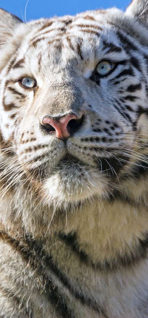 A majestic white Bengal tiger with black stripes positioned under a bright blue sky. UmiDigi Umidigi X