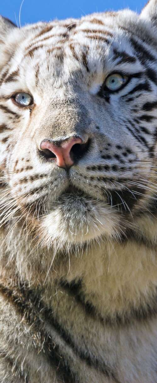 A majestic white Bengal tiger with black stripes positioned under a bright blue sky. Meizu Note 16 wallpaper