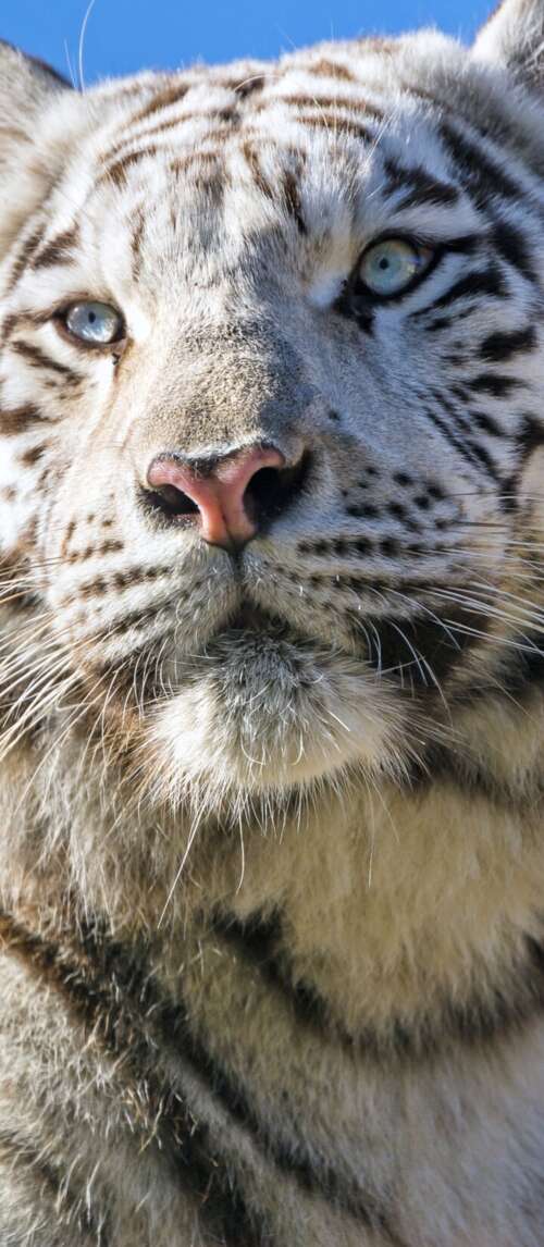 A majestic white Bengal tiger with black stripes positioned under a bright blue sky. Xiaomi Redmi 14C 5G download free phone wallpaper