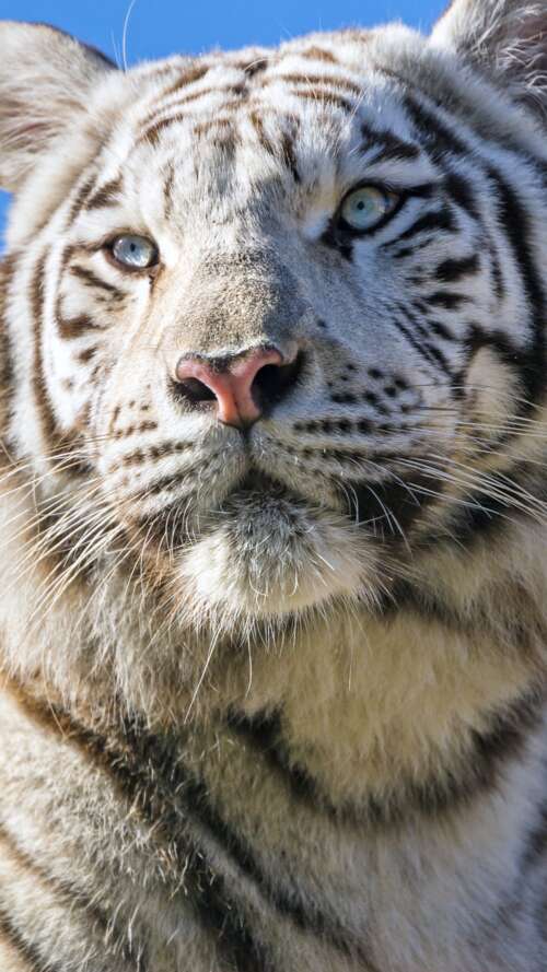 A majestic white Bengal tiger with black stripes positioned under a bright blue sky. Apple iPhone SE 2020 free background