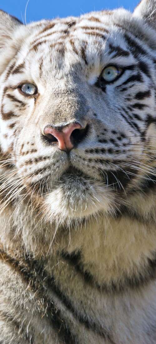 A majestic white Bengal tiger with black stripes positioned under a bright blue sky. Honor Magic V6 wallpaper download