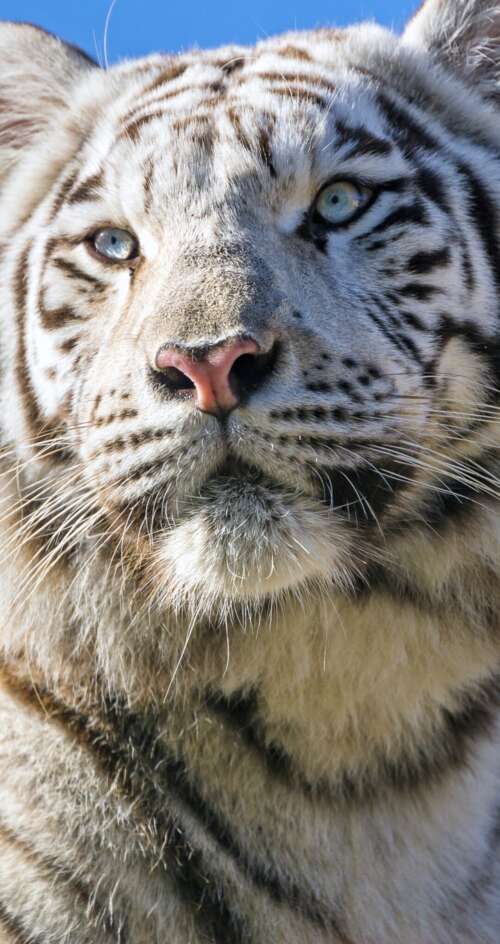 A majestic white Bengal tiger with black stripes positioned under a bright blue sky. Sharp Aquos C10