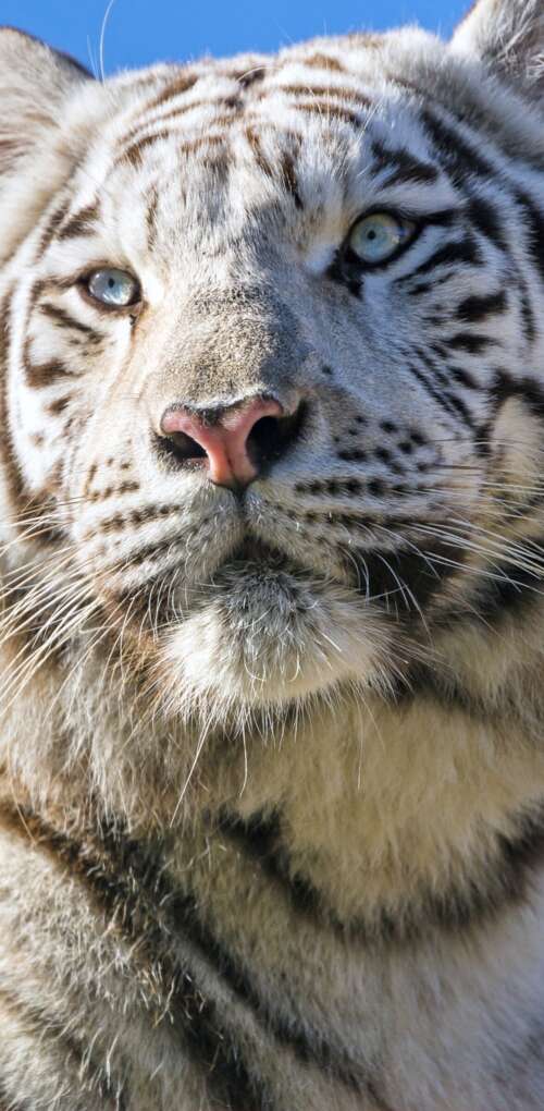 A majestic white Bengal tiger with black stripes positioned under a bright blue sky. Huawei Mate 30 Pro