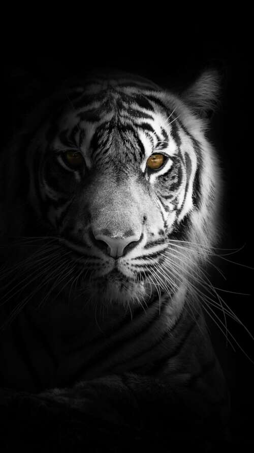 A close-up, high-detail portrait of a White Bengal Tiger against a solid black background... lava Play Max wallpaper