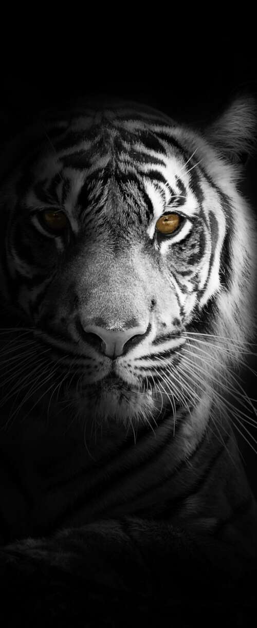 A close-up, high-detail portrait of a White Bengal Tiger against a solid black background... Meizu Note 16 wallpaper images