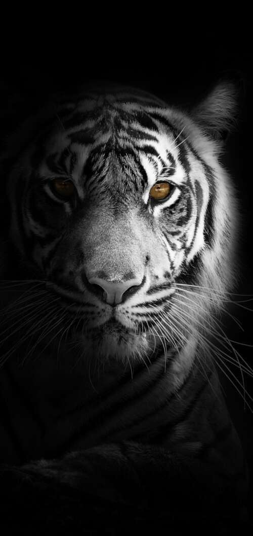 A close-up, high-detail portrait of a White Bengal Tiger against a solid black background... Oppo A6s hd background