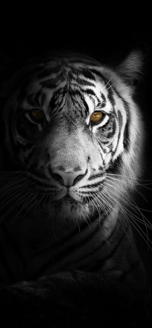 A close-up, high-detail portrait of a White Bengal Tiger against a solid black background... UmiDigi Umidigi X pictures for wallpaper