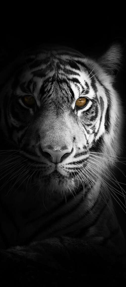 A close-up, high-detail portrait of a White Bengal Tiger against a solid black background... Blackview WAVE 10 wallpaper download
