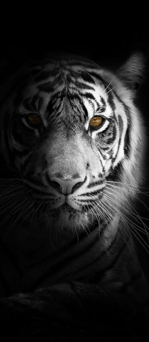 A close-up, high-detail portrait of a White Bengal Tiger against a solid black background... Xiaomi Redmi 14C 5G wallpaper