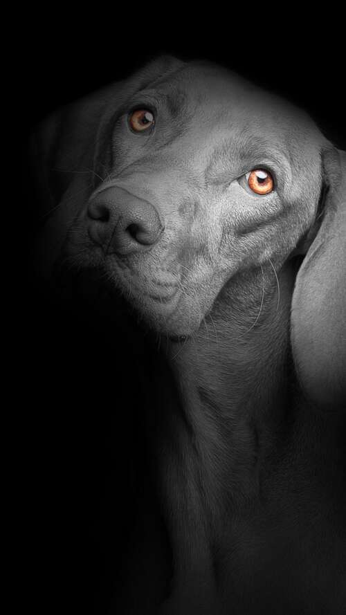 A close-up portrait of a cute black puppy with bright, soulful eyes against a solid... lava Play Max