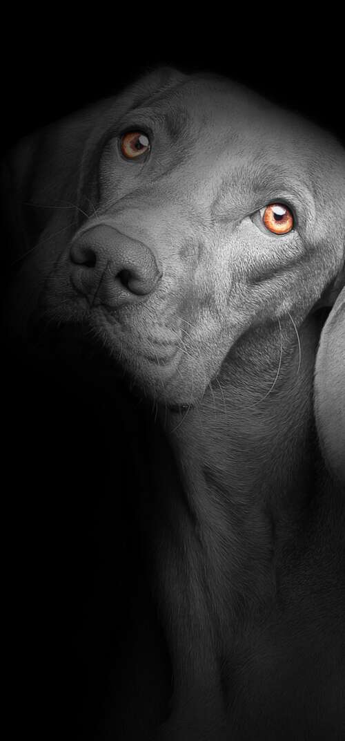 A close-up portrait of a cute black puppy with bright, soulful eyes against a solid... Samsung Galaxy S26 Ultra wallpaper download