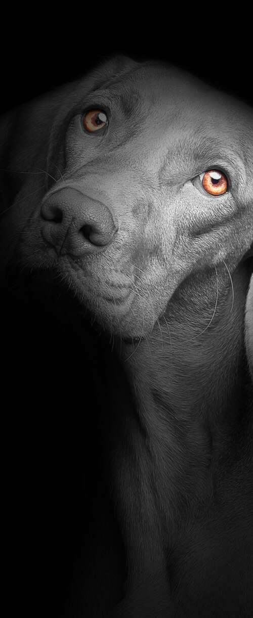 A close-up portrait of a cute black puppy with bright, soulful eyes against a solid... Meizu Note 16 pictures for wallpaper