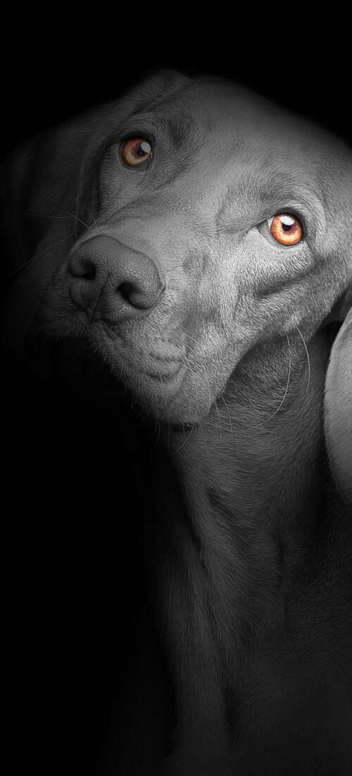 A close-up portrait of a cute black puppy with bright, soulful eyes against a solid... Honor Magic V6 hd background