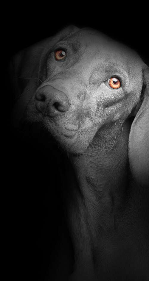 A close-up portrait of a cute black puppy with bright, soulful eyes against a solid... Sharp Aquos C10 background images hd