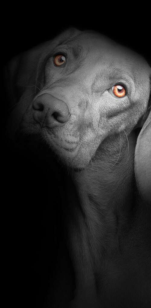 A close-up portrait of a cute black puppy with bright, soulful eyes against a solid... Huawei Mate 30 Pro background images hd
