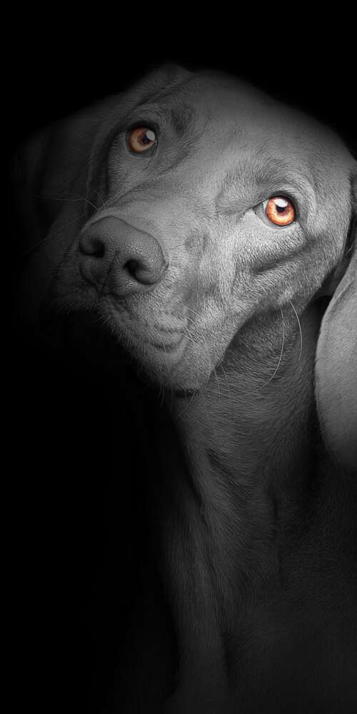 A close-up portrait of a cute black puppy with bright, soulful eyes against a solid... Doogee Fire 3 Max high definition wallpaper