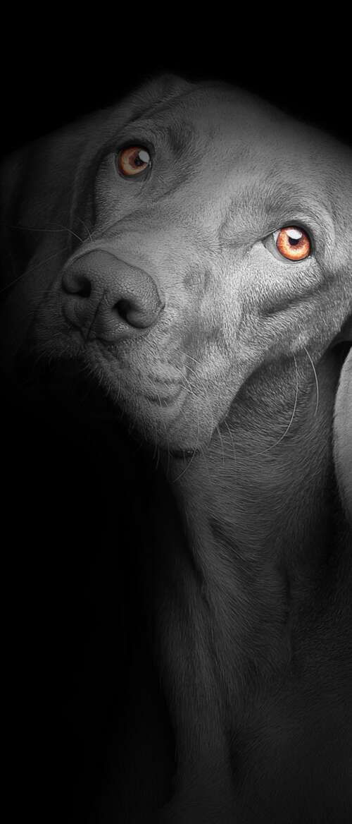 A close-up portrait of a cute black puppy with bright, soulful eyes against a solid... Samsung Galaxy Z Flip7 hand phone wallpaper