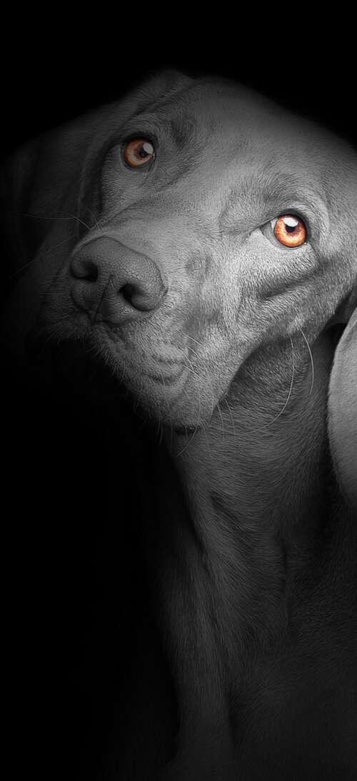 A close-up portrait of a cute black puppy with bright, soulful eyes against a solid... realme neo7 Turbo