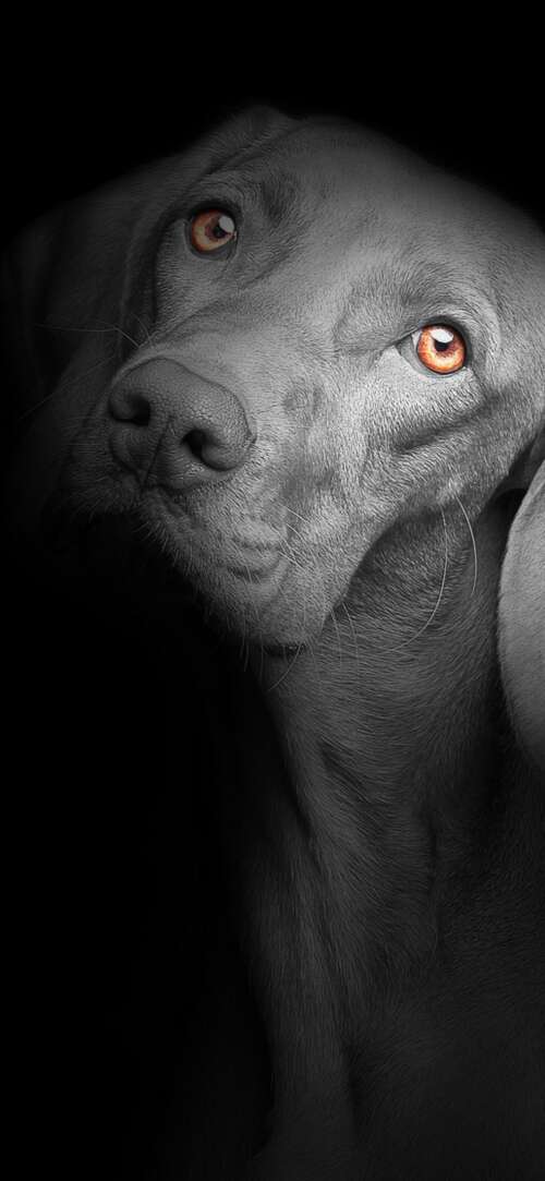 A close-up portrait of a cute black puppy with bright, soulful eyes against a solid... Sharp Aquos R10 free hd wallpapers